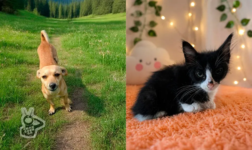 Adopta un amigo: Feria canina y felina en Morelia.