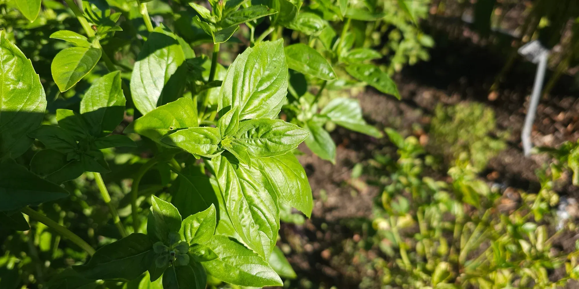 basil leaves