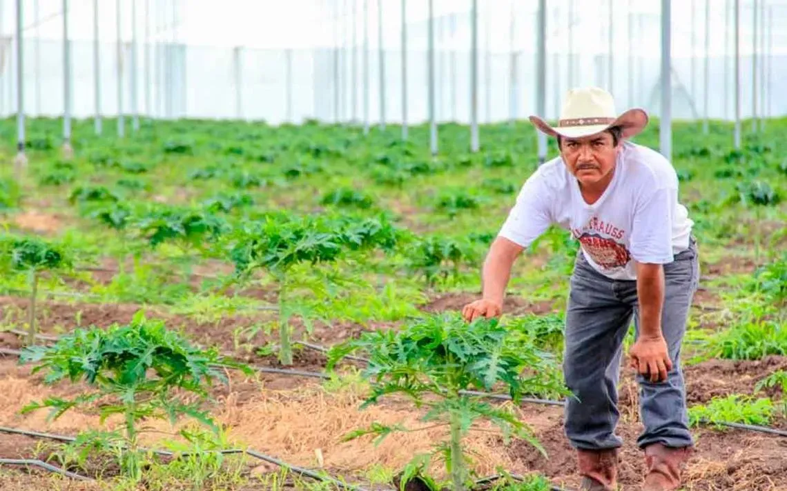Apoyo a agricultores en el consumo de energía eléctrica: (CFE)