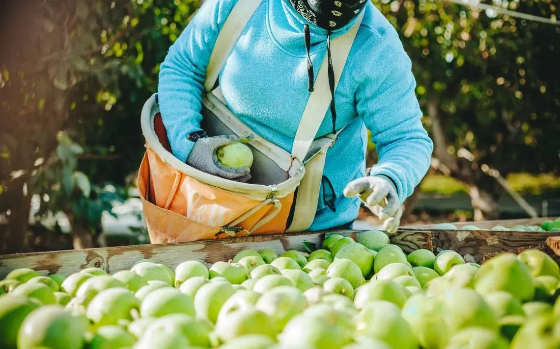 Así celebran la cosecha de manzanas en México