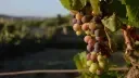 Asolo Prosecco: el mejor de Italia.