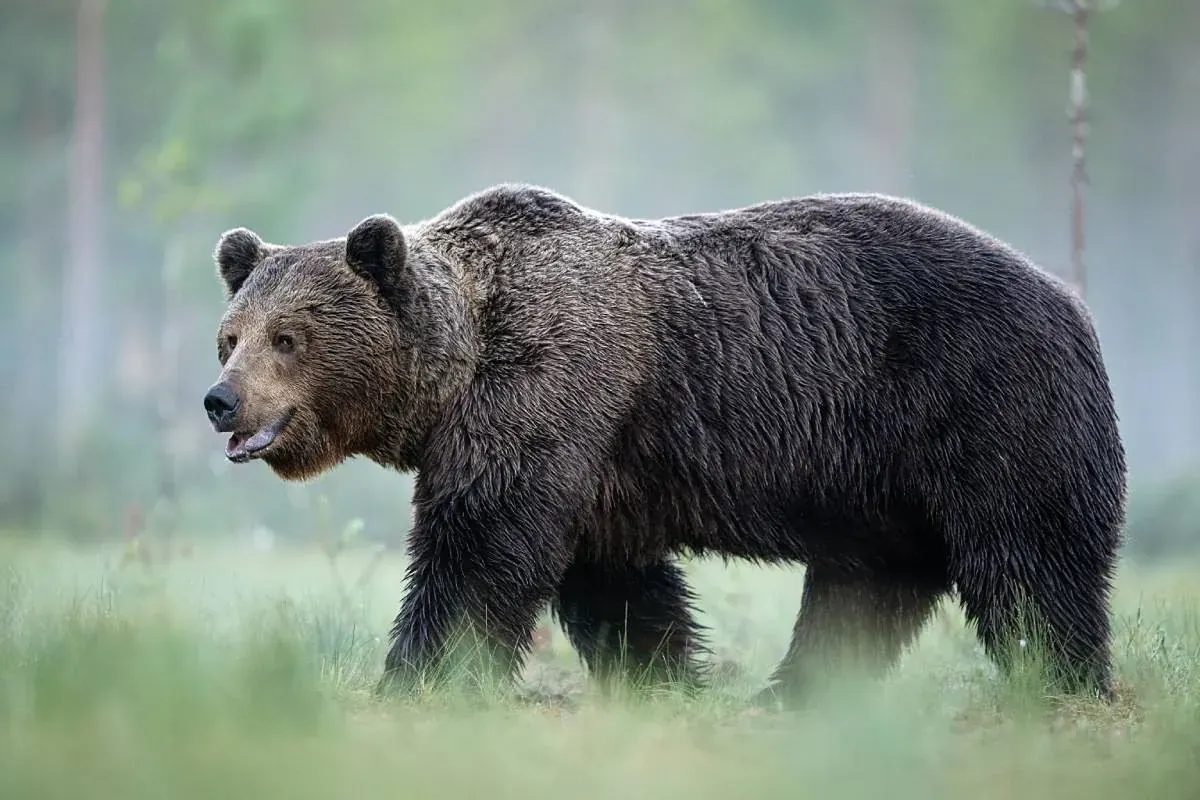 Ataque de oso deja 11 heridos en sendero