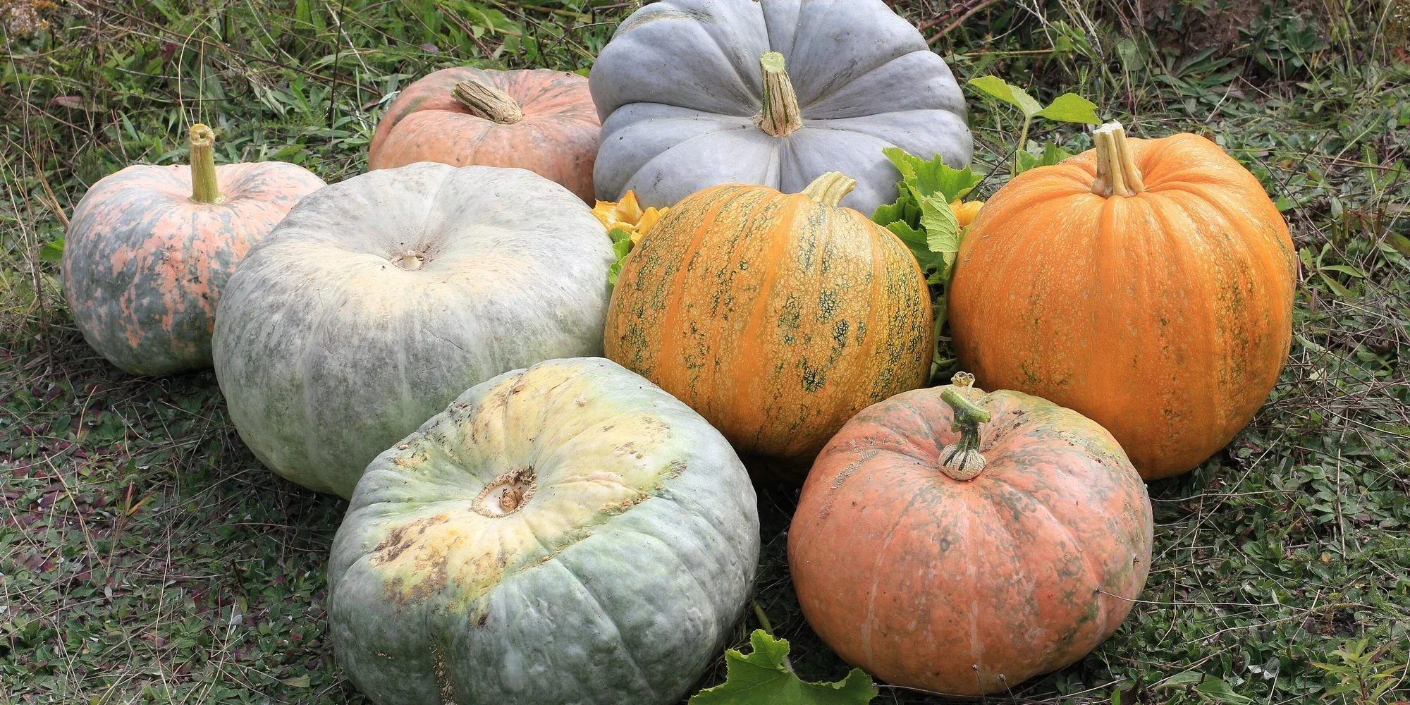 Cucurbita pepo