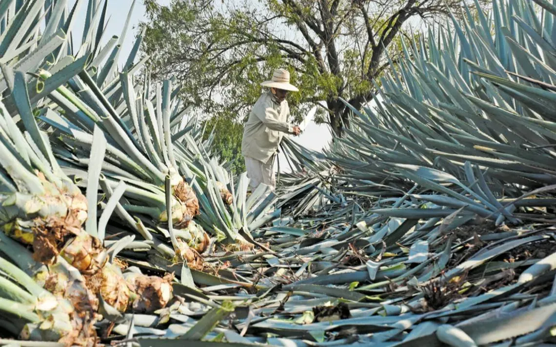 Cambian granos por agave en Guanajuato