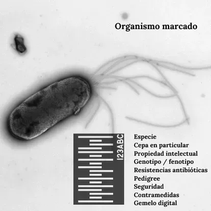 CellRepo: Un ‘código de barras’ para identificar las células y rastrear microorganismos genéticamente modificados