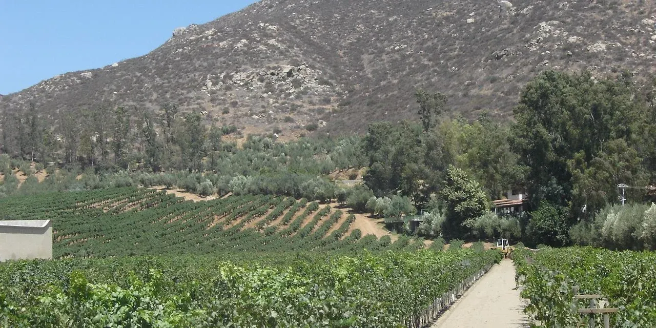 Valle de Guadalupe vineyards