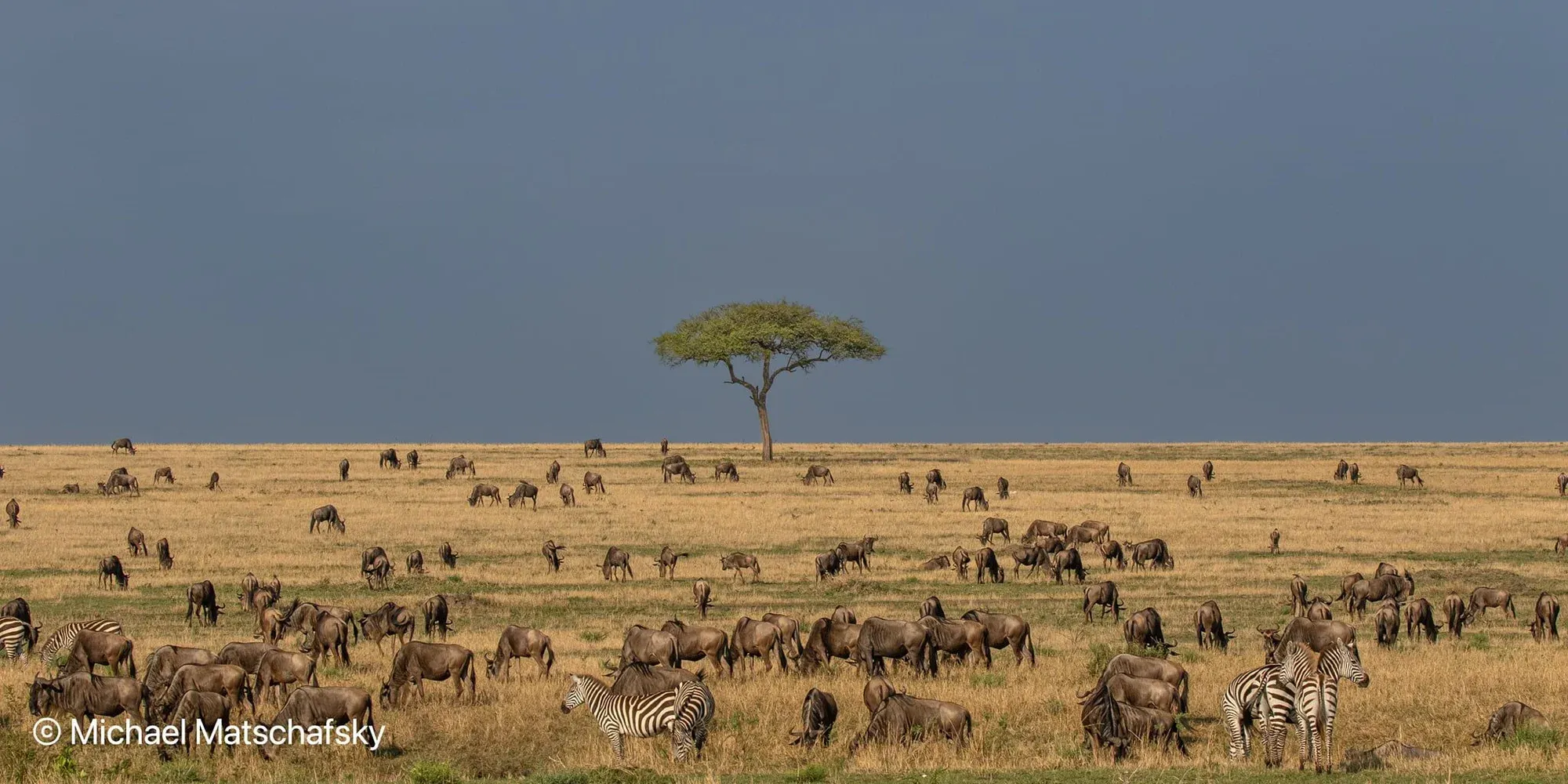 Serengeti safari
