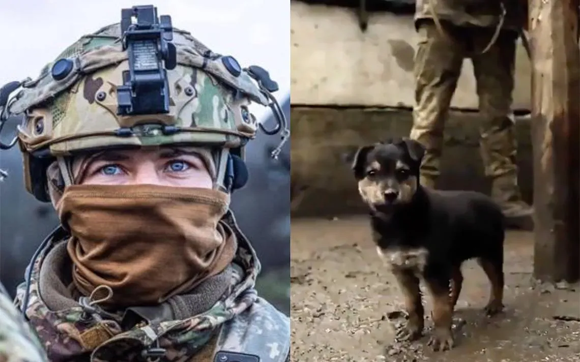 Conoce a Rambo, el perrito callejero que adoptaron soldados ucranianos