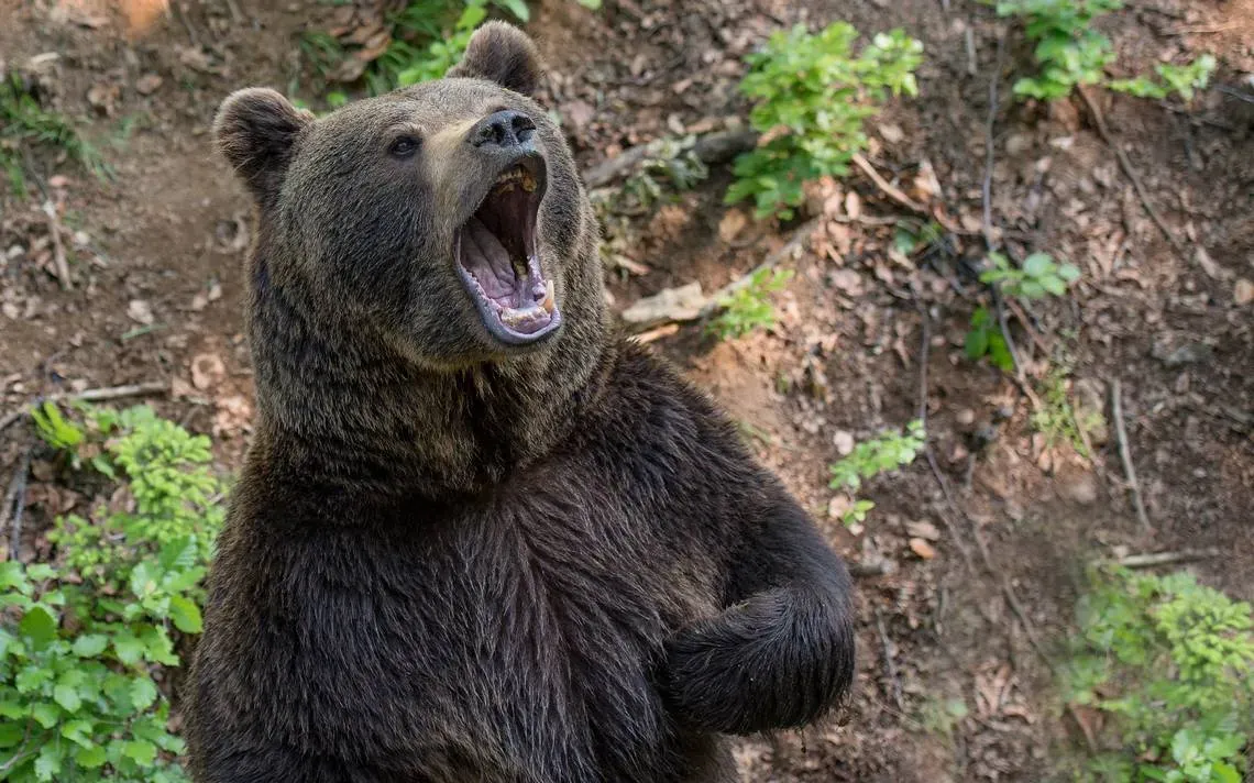 ¿Cuál es la probabilidad de que un oso aparezca en tu propuesta de matrimonio?
