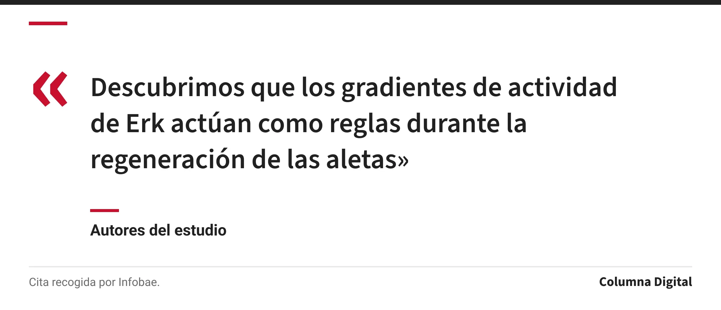 Cita de Autores del estudio: «Descubrimos que los gradientes de actividad de Erk actúan como reglas durante la regeneración de las aletas»