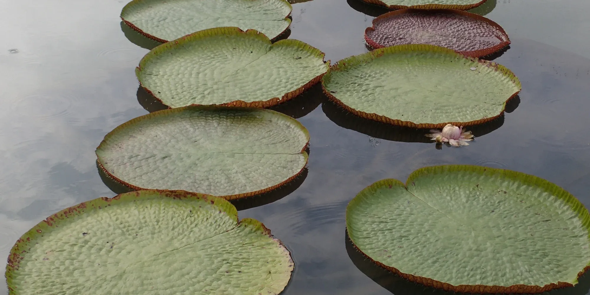 giant water lily