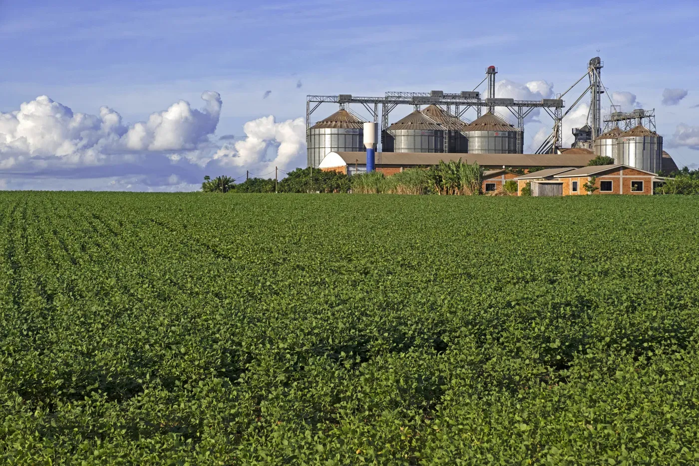 Día de la Tierra: ‘Sojaguay’, el resultado del agronegocio