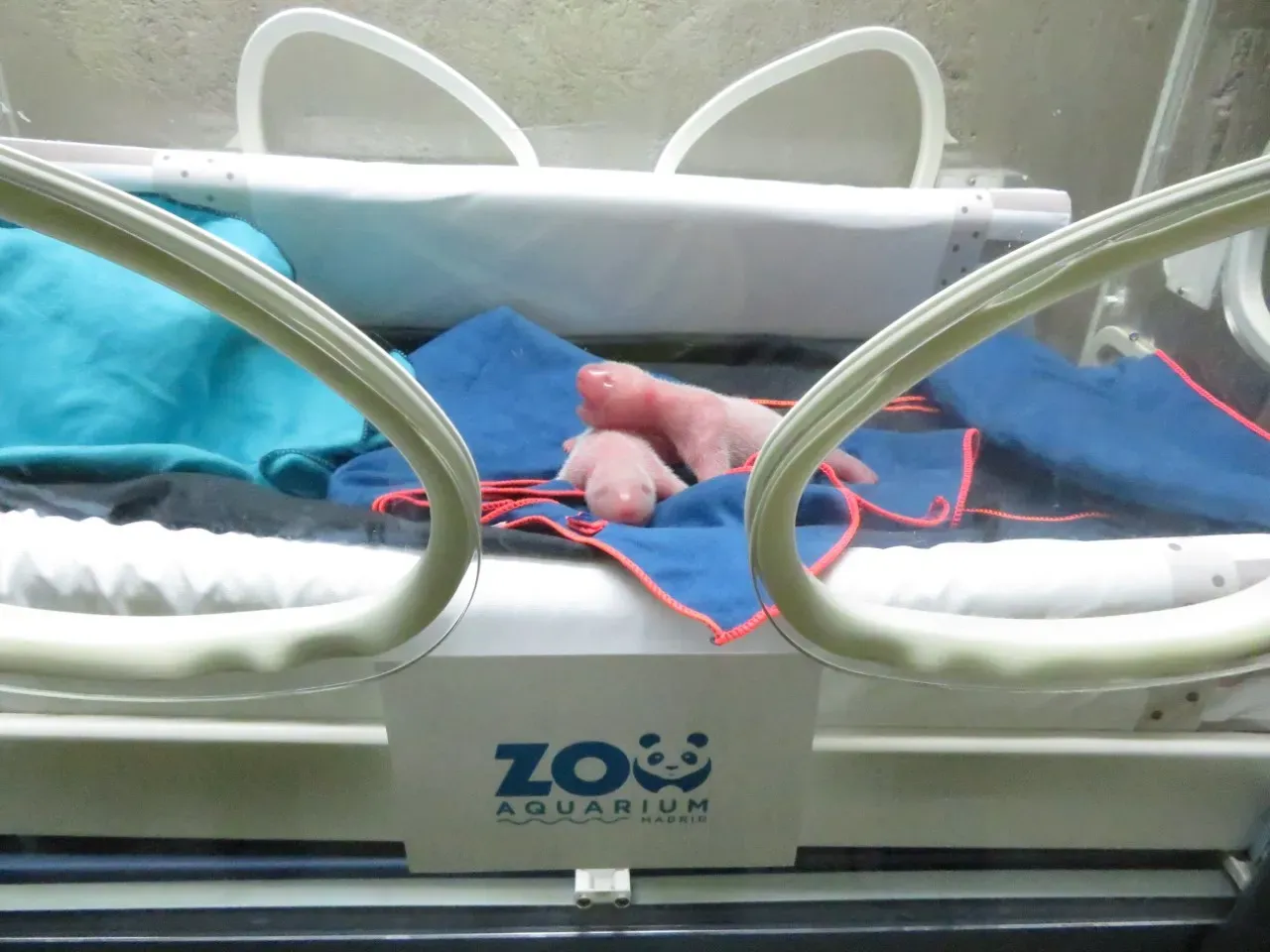 El Zoo Aquarium de Madrid ha dado la bienvenida a dos osos pandas gemelos