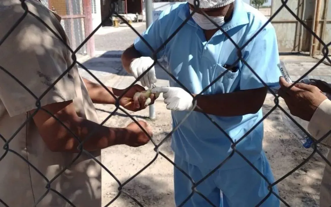 En 44 granjas de Coahuila y Durango se detecta gripe aviar