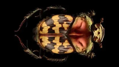 Escarabajos peloteros: insectos dialogando con el firmamento