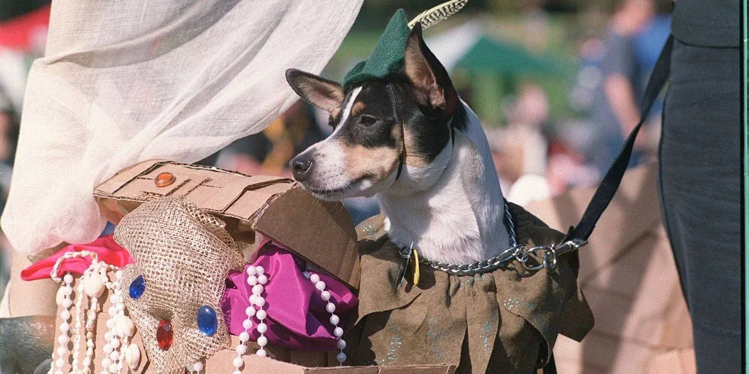 Halloween costumes for pets