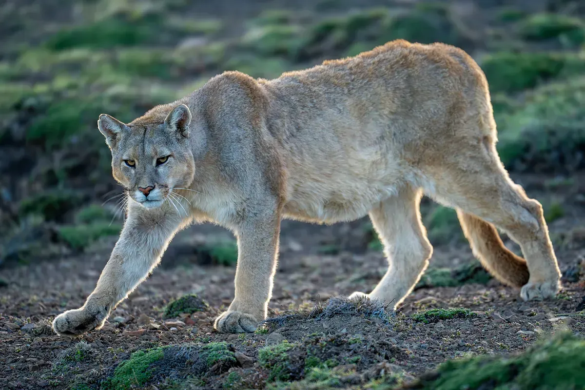 Fallece mujer por ataque de puma
