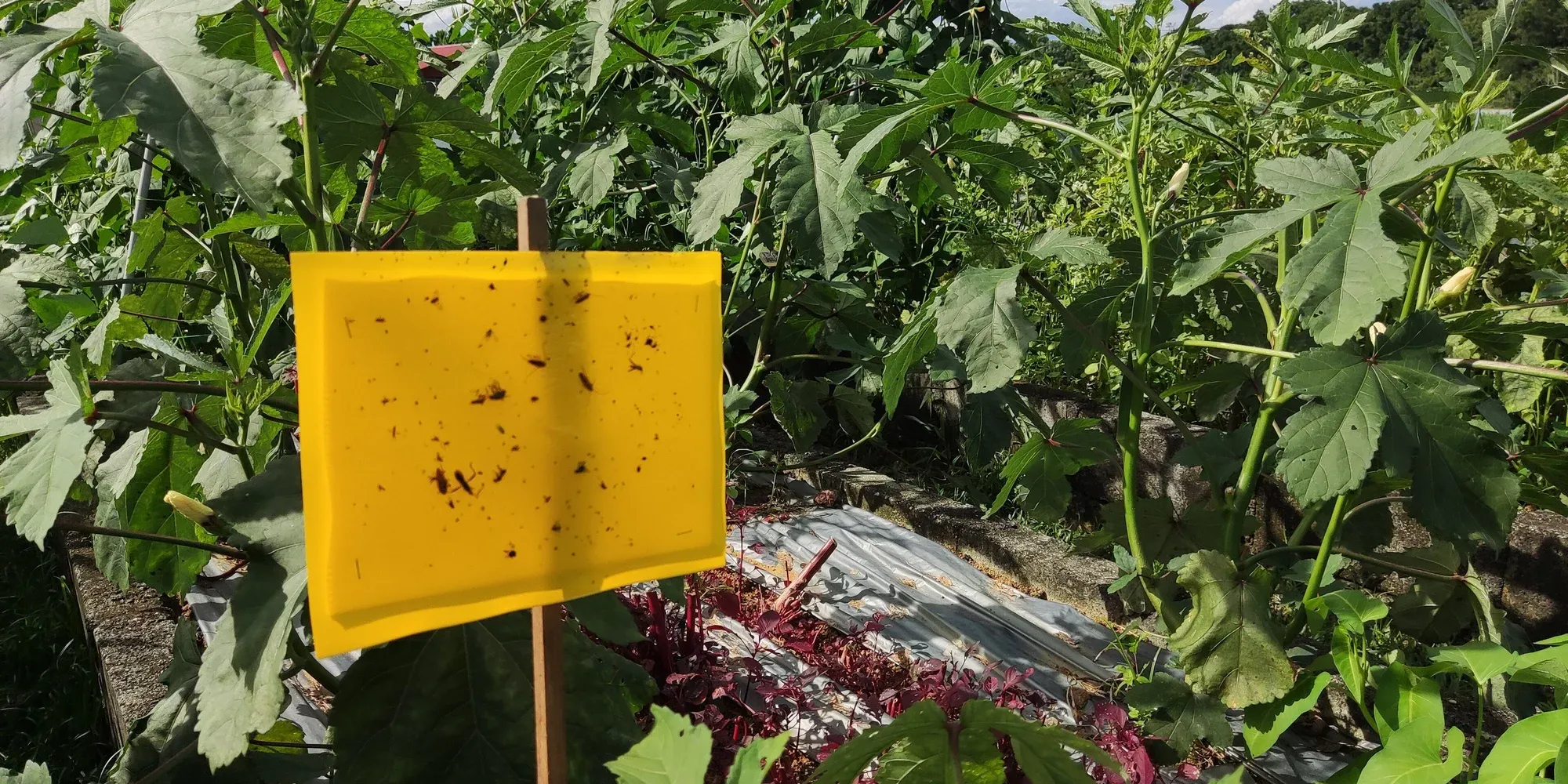 integrated pest management