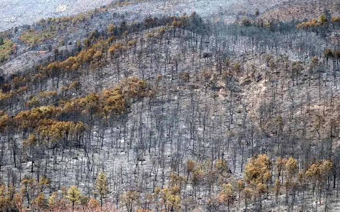Hasta un siglo tardará la recuperación de bosques tras incendios en NL