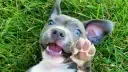 Hidratación adecuada para mascotas genera negocio