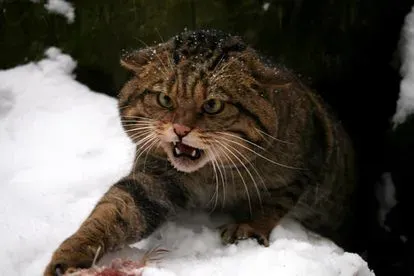 La extinción del gato montés