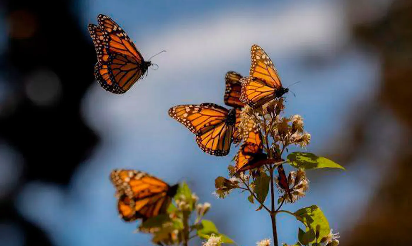 ¡Lo Más Bello! Celebrar 2026 En La Naturaleza 'Santuarios De La Monarca'