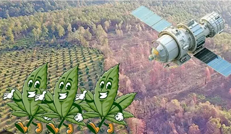 #Michoacán Evaluarán Uso del ‘Guardian Forestal’ para Cultivos de Cannabis
