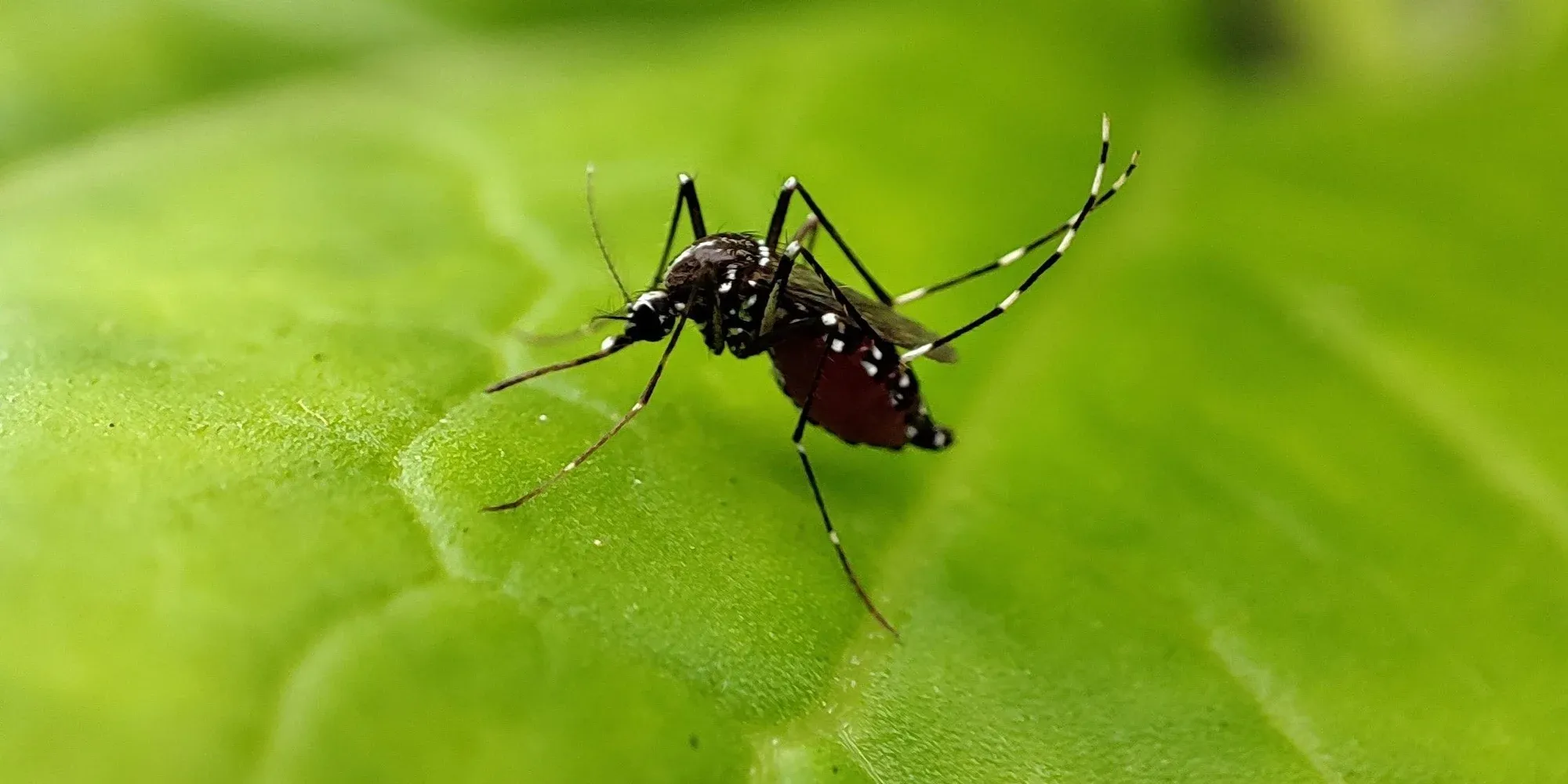 dengue mosquito