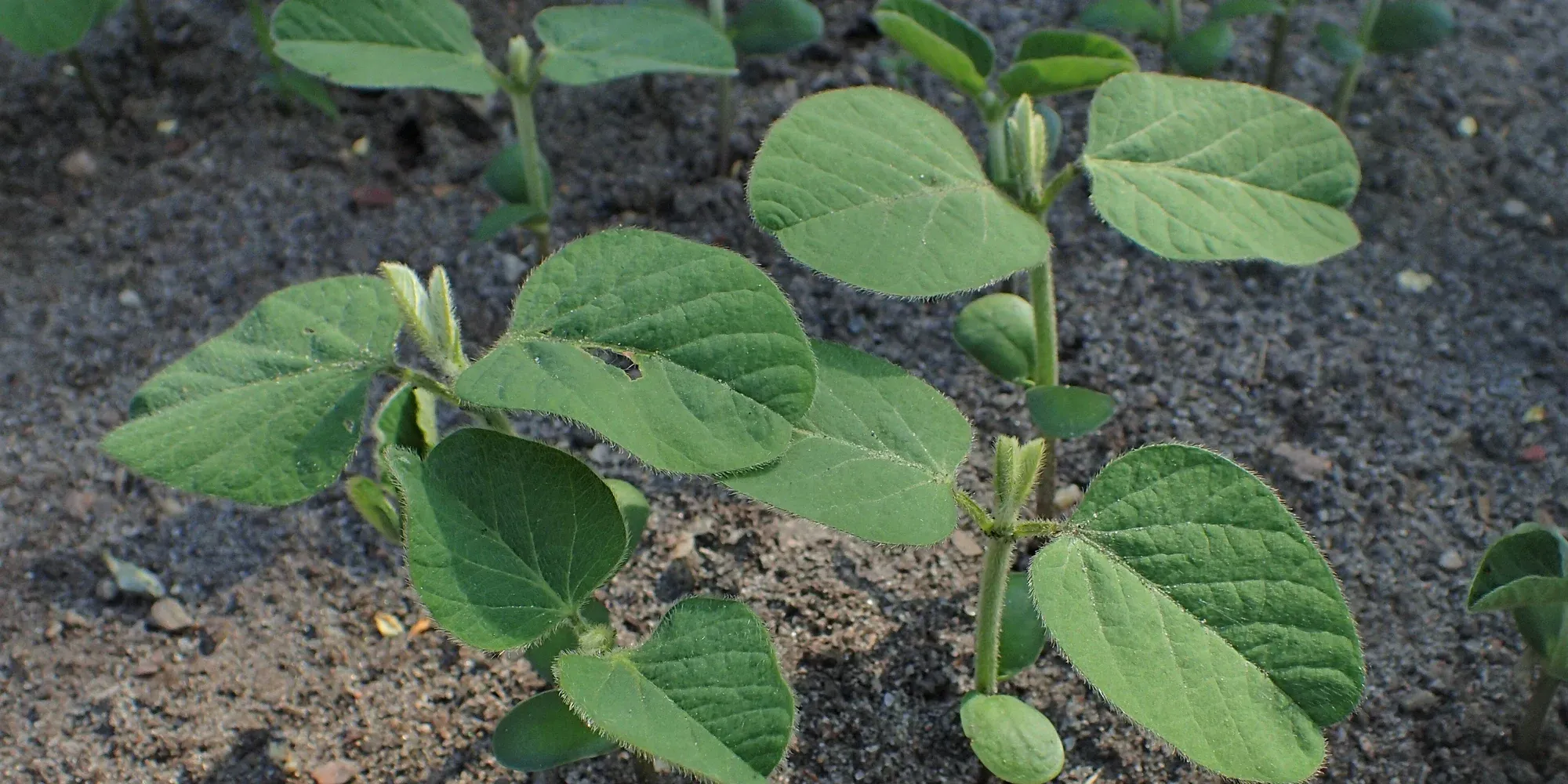 soybean planting