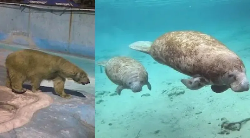 ONG Animalista Demandará al Zoológico de Morelia