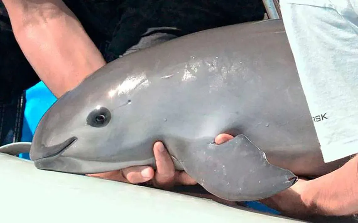 Operación Milagro: la campaña que busca salvar a la vaquita marina de la extinción