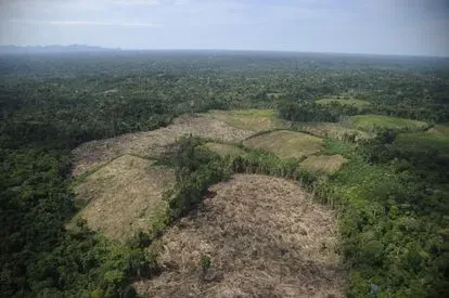 Perú: Machetes vs excavadoras, la batalla por la madera del Amazonas