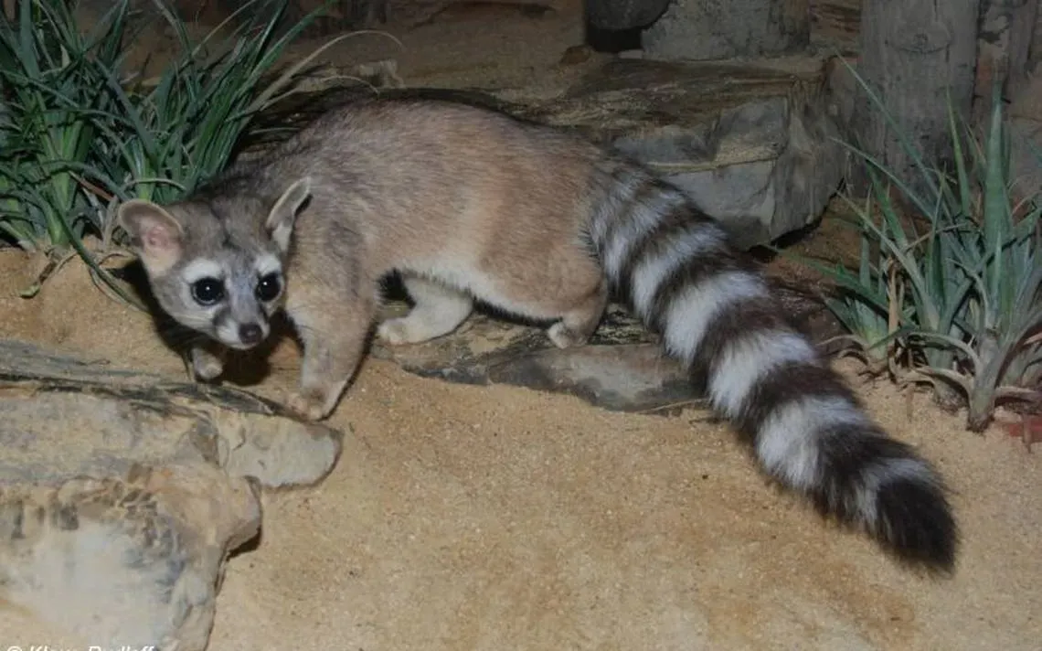Por qué se considera de buena suerte ver un Cacomixtle; mitad gato, mitad mapache