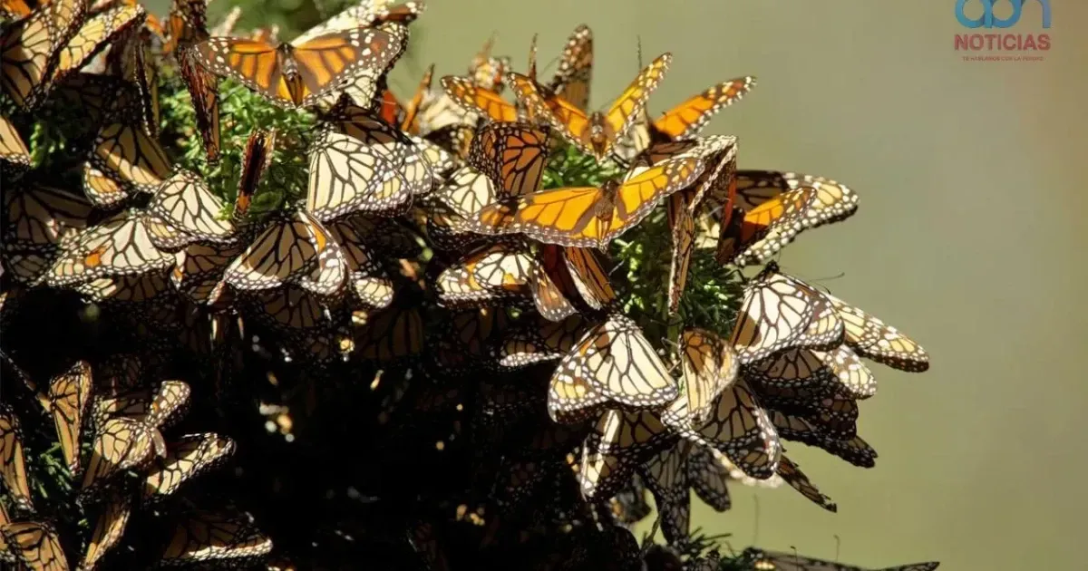 Precio de acceso a santuarios de mariposas