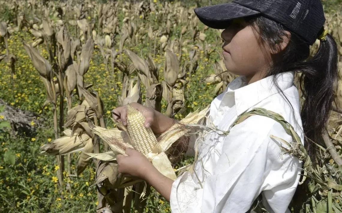 Prohíbe el Estado que menores trabajen en el campo