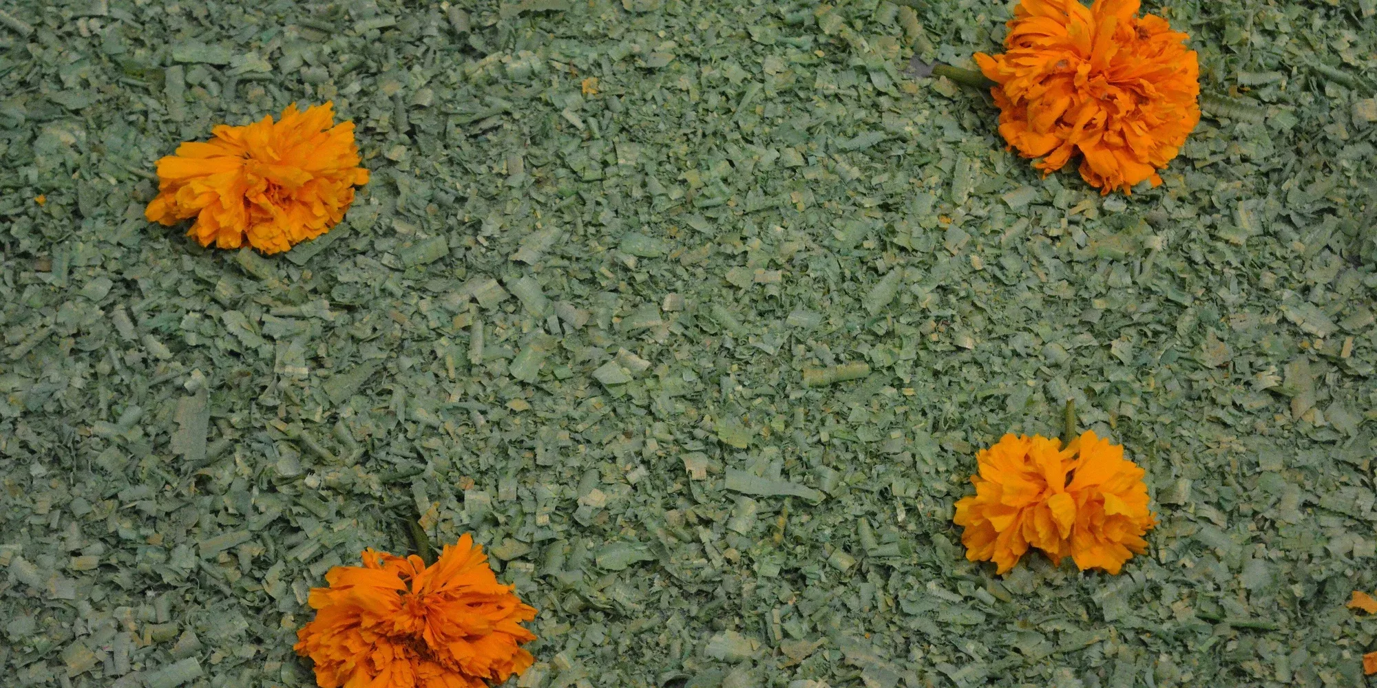 cempasúchil flowers