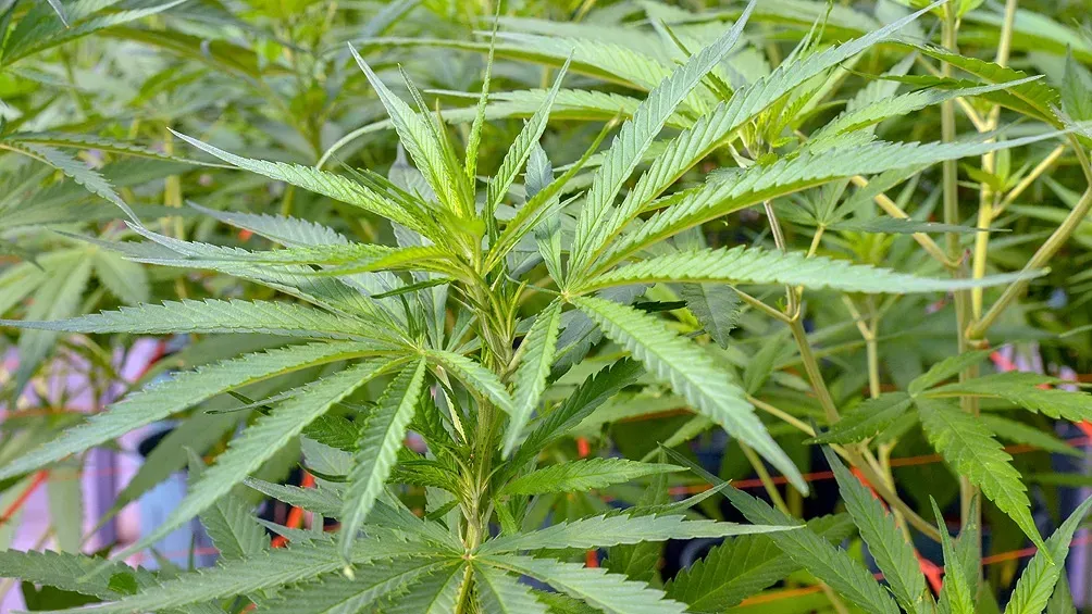 Recién casados celebran con pastel de marihuana y esta es la reacción de sus invitados