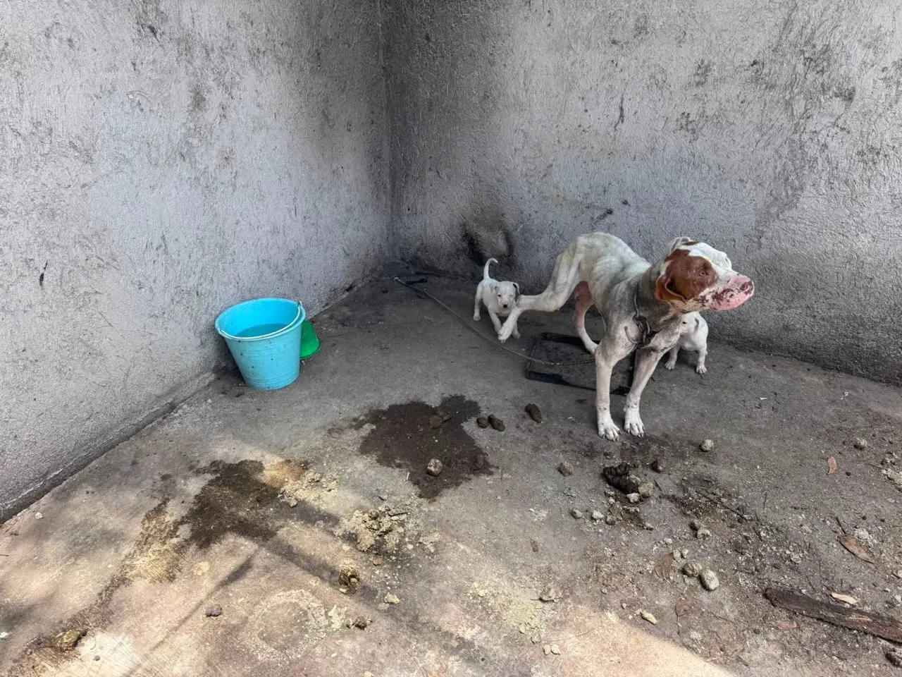 Rescatan a 3 Cachorros y su Madre en Maravatío