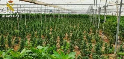 Se busca empresa para desmantelar grandes plantaciones de marihuana