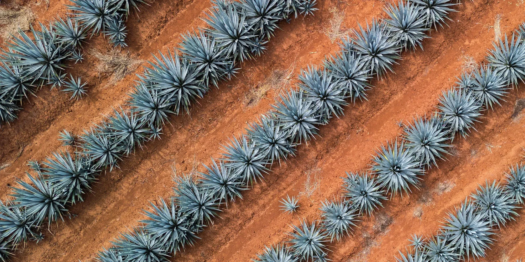 agave plants