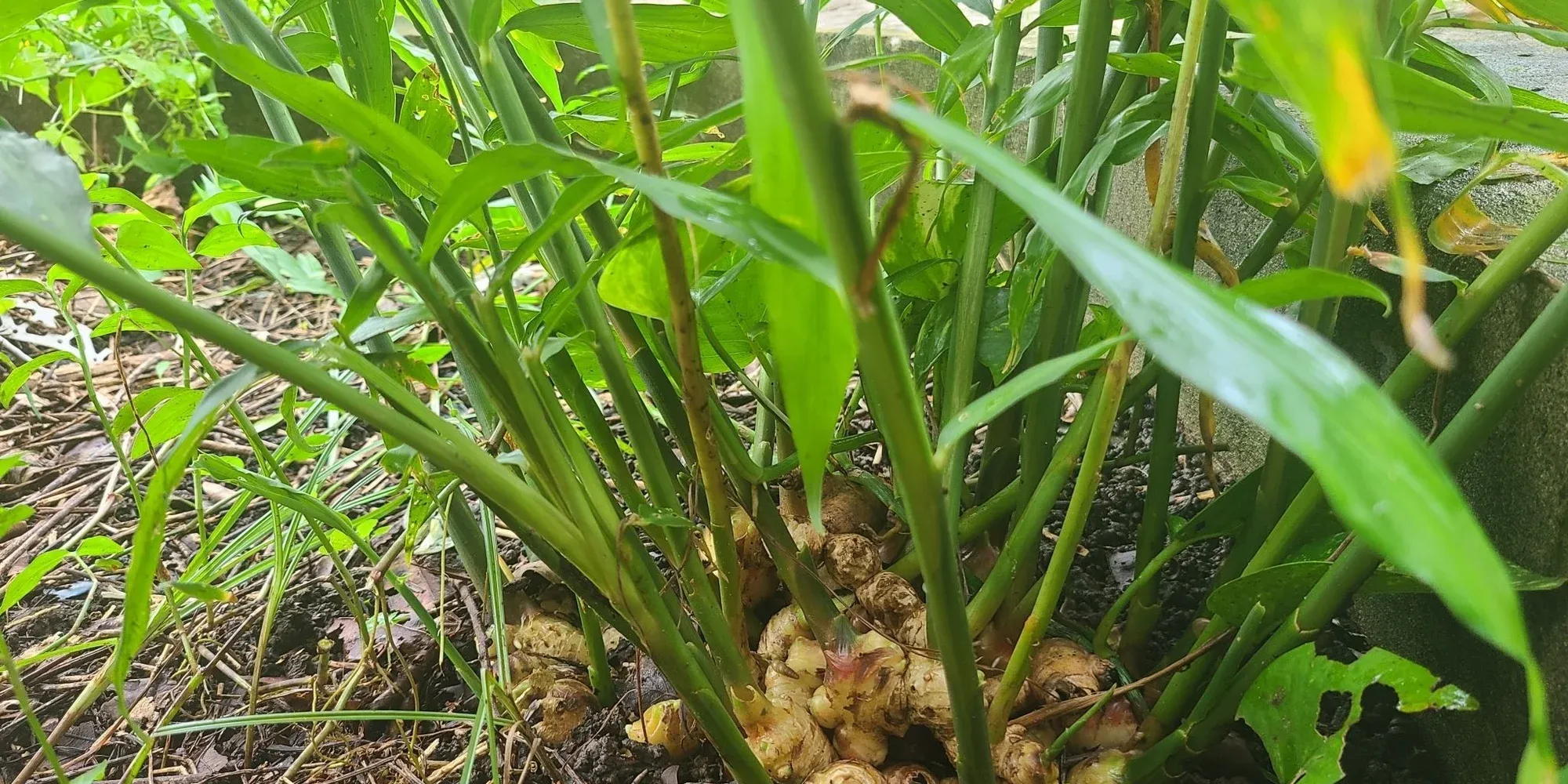 ginger root