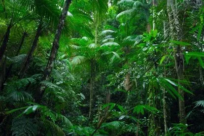 Sobrevivientes de la selva amazónica: "Los hermanos Glauco y Gleison, perdidos durante 27 días"