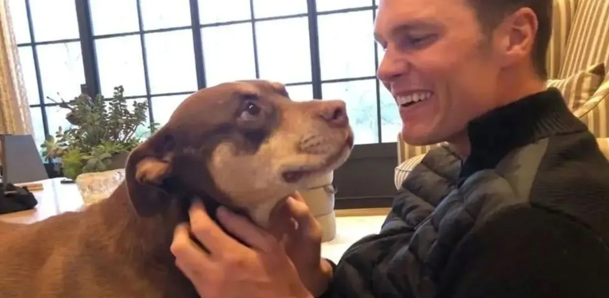Tom Brady reprodujo a su mascota: costos implicados.