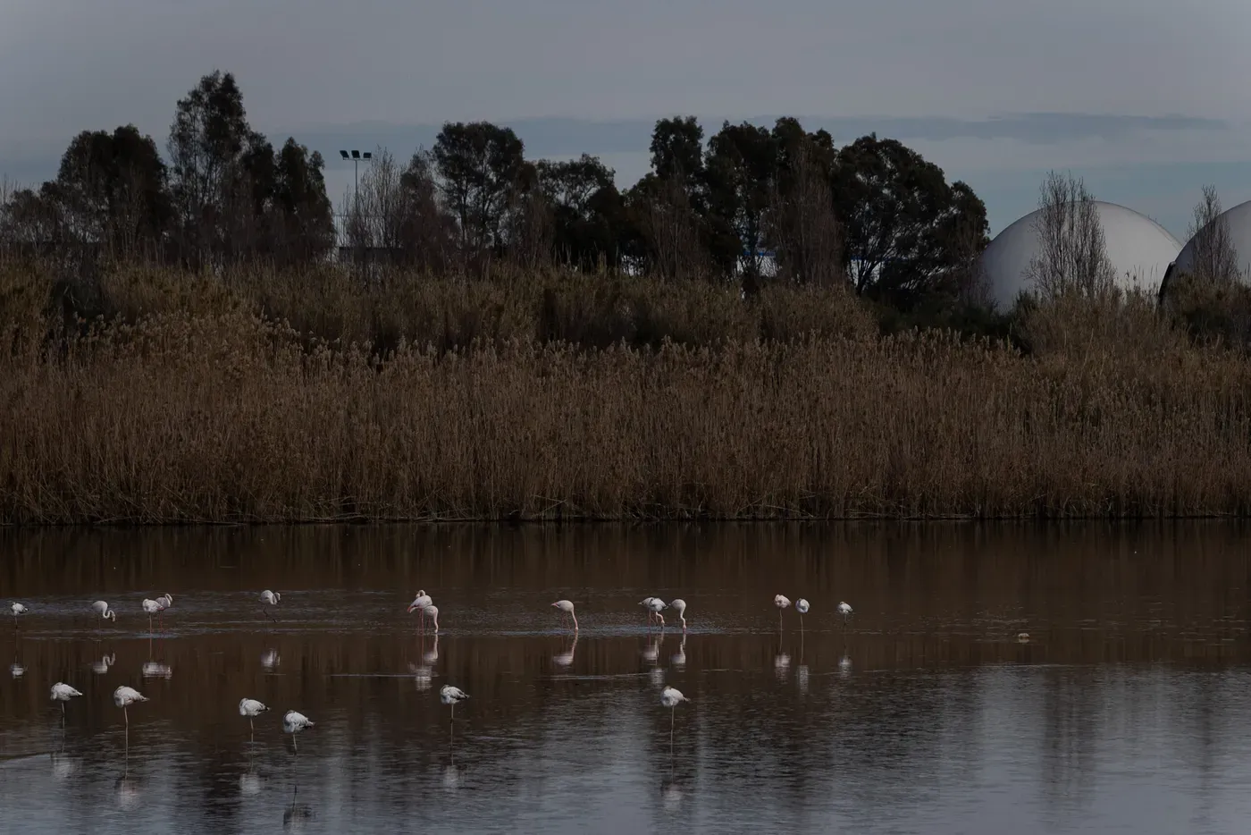 Un año perdido para proteger el delta del Llobregat