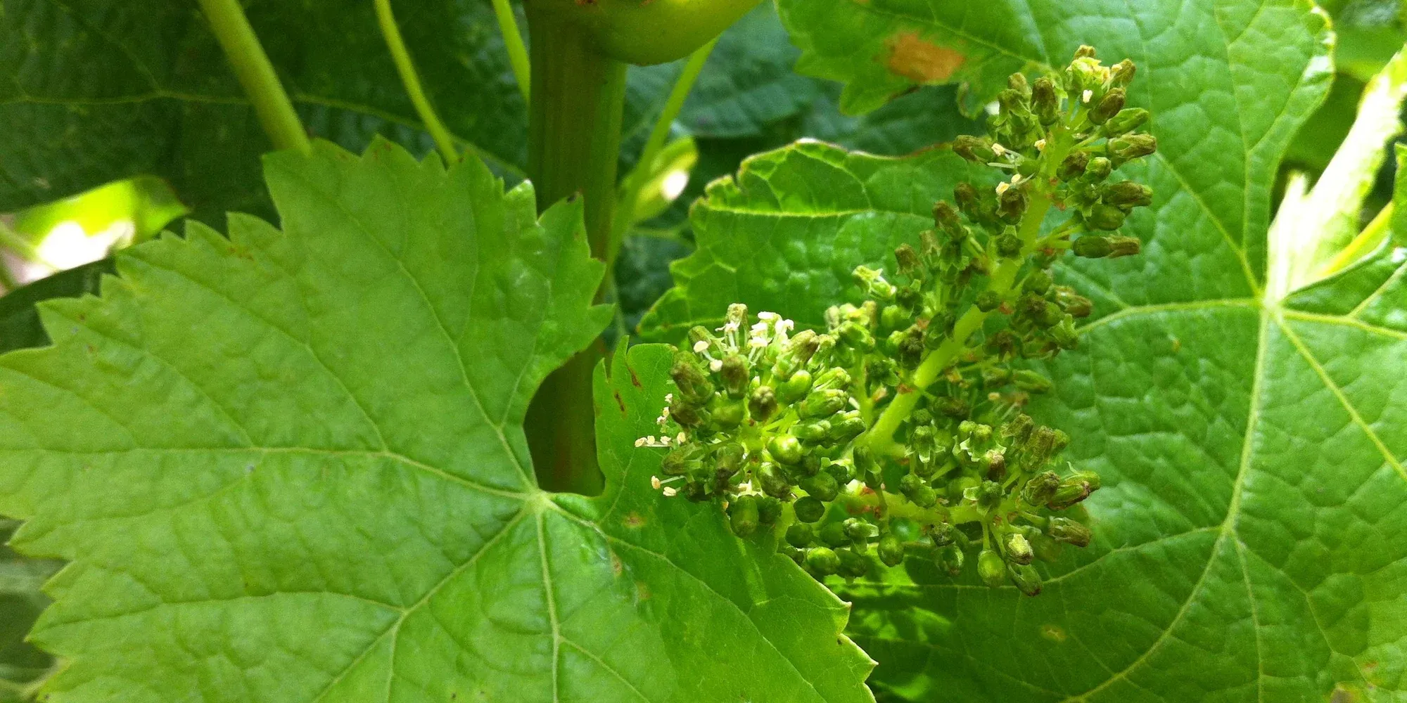 Tempranillo grapes