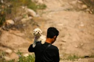 USA-IMMIGRATION/MEXICO-DOG