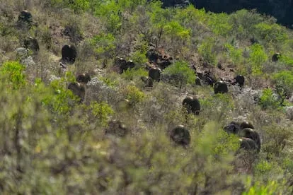 Biznagas gigantes en la ladera de una montaña en Cerro de Agua.