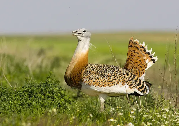 Lugares naturales en España para disfrutar y observar aves