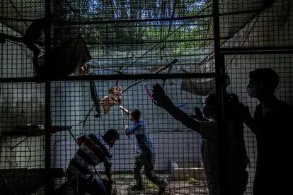 Un veterinario trata de coger un mono capuchino para hacerle pruebas en el Centro para la Vida Salvaje de Manaos, Brasil.