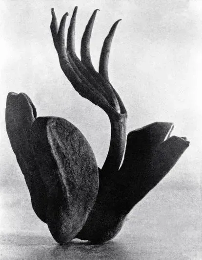 El Museo Cerralbo, en Madrid, acoge hasta el 2 de octubre una exposición sobre la fotógrafa italiana Tina Modotti, que desarrolló su breve carrera en México. En la imagen, una de sus imágenes más cono